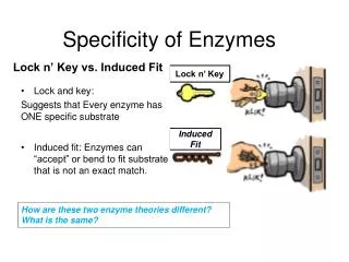Specificity of Enzymes