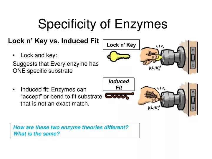specificity of enzymes