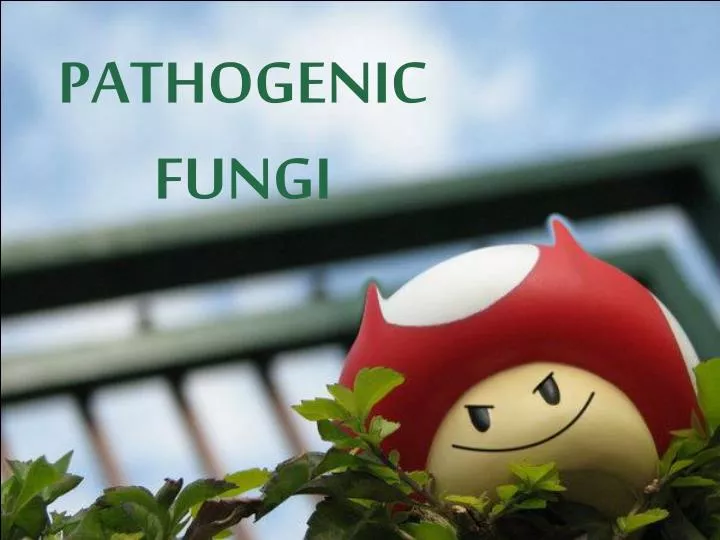 pathogenic fungi