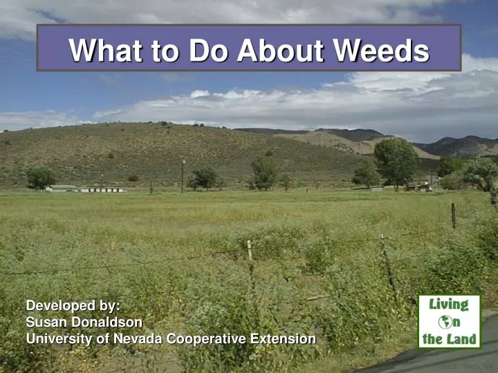 what to do about weeds
