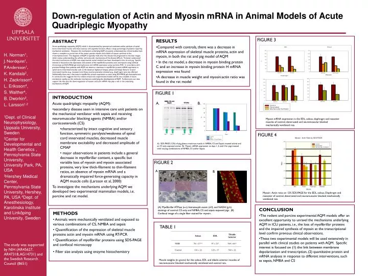 down regulation of actin and myosin mrna in animal models of acute quadriplegic myopathy