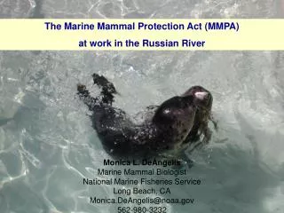 Monica L. DeAngelis Marine Mammal Biologist National Marine Fisheries Service Long Beach, CA