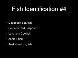 Fish Identification #4