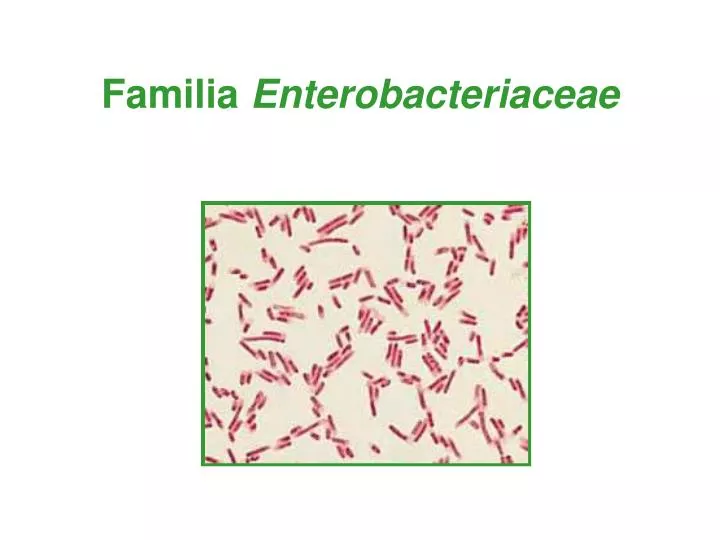 familia enterobacteriaceae