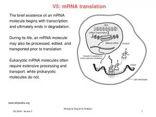 V5: mRNA translation