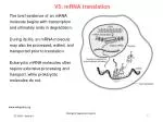 V5: mRNA translation - slide 1