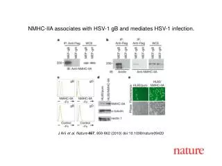 J Arii et al. Nature 467 , 859-862 (2010) doi:10.1038/nature09420