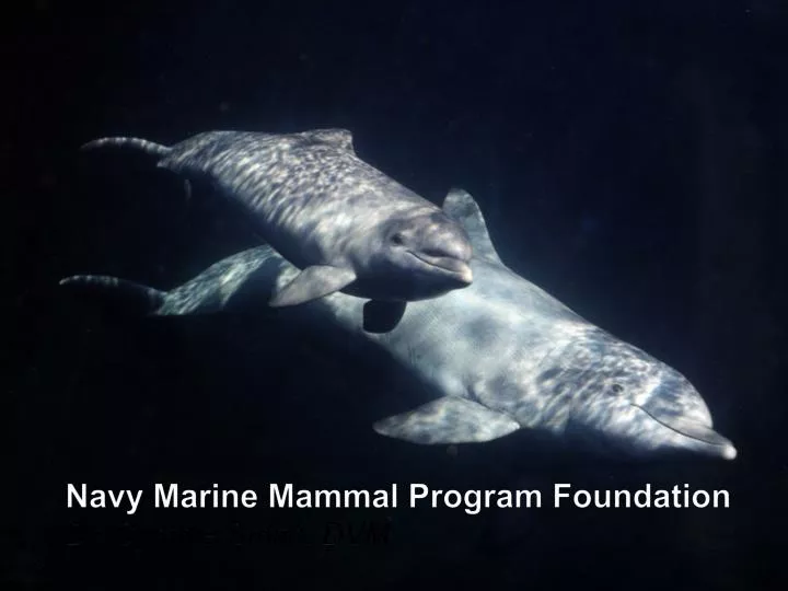 navy marine mammal program foundation dr cynthia smith dvm
