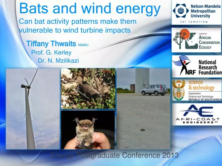 bats and wind energy can bat activity patterns make them vulnerable to wind turbine impacts