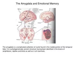 The Amygdala and Emotional Memory