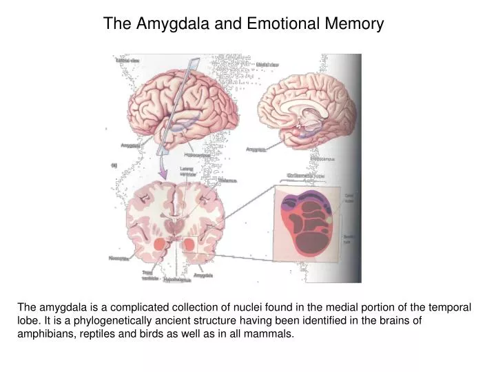 the amygdala and emotional memory