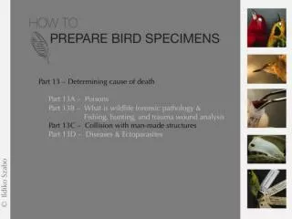 nmnh.si/BIRDNET/documents/WNV&amp;H5N1-FactSheet.pdf