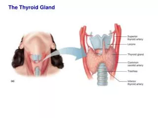 The Thyroid Gland