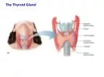 The Thyroid Gland - slide 1