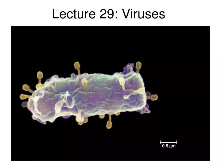 lecture 29 viruses