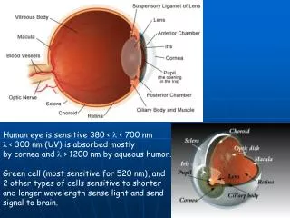 Human eye is sensitive 380 &lt; l &lt; 700 nm l &lt; 300 nm (UV) is absorbed mostly