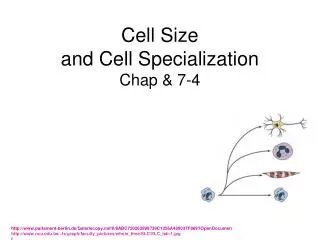Cell Size and Cell Specialization Chap &amp; 7-4