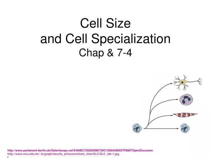 cell size and cell specialization chap 7 4