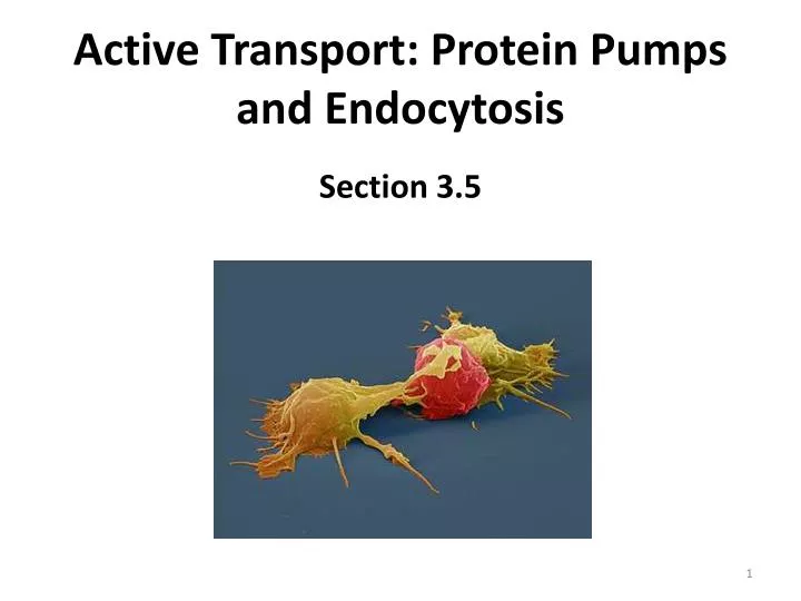 active transport protein pumps and endocytosis