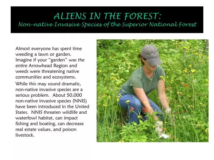 aliens in the forest non native invasive species of the superior national forest