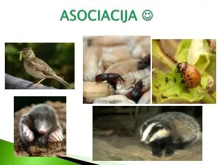 asociacija