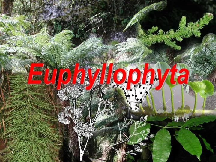 euphyllophyta