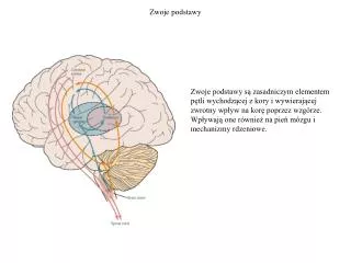 zwoje podstawy