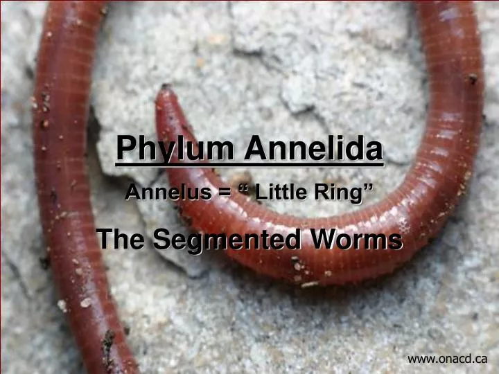 phylum annelida annelus little ring the segmented worms