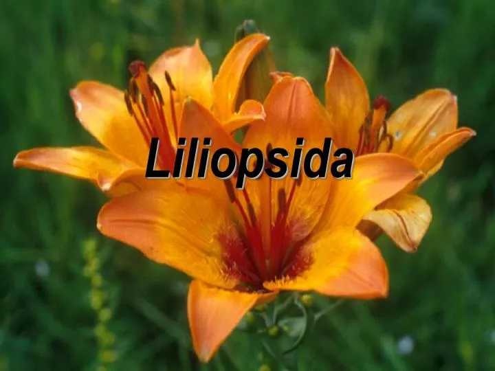 liliopsida