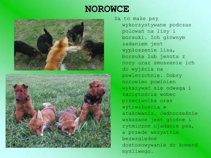 norowce