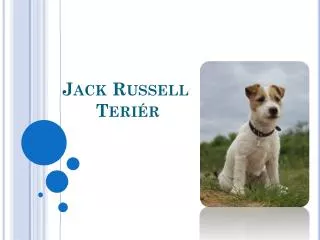 jack russell teri r