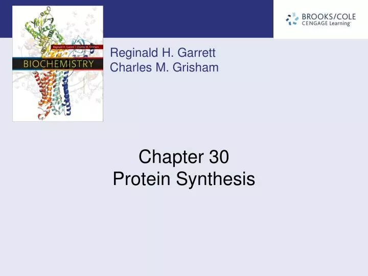 chapter 30 protein synthesis