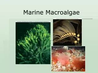 Marine Macroalgae