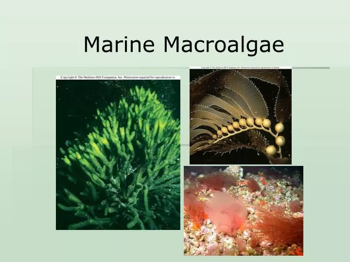 marine macroalgae