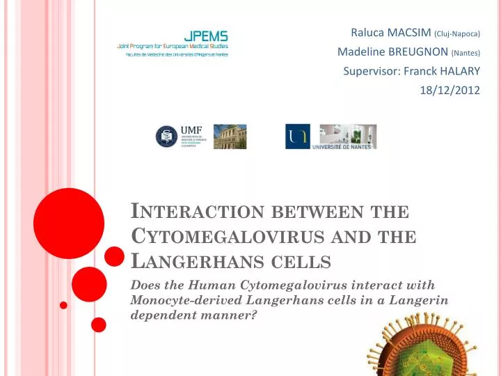 interaction between the cytomegalovirus and the langerhans cells