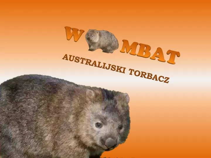 w mbat australijski torbacz