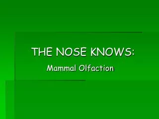 THE NOSE KNOWS: Mammal Olfaction