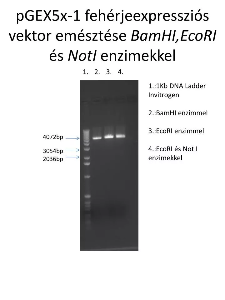 pgex5x 1 feh rjeexpresszi s vektor em szt se bamhi ecori s noti enzimekkel