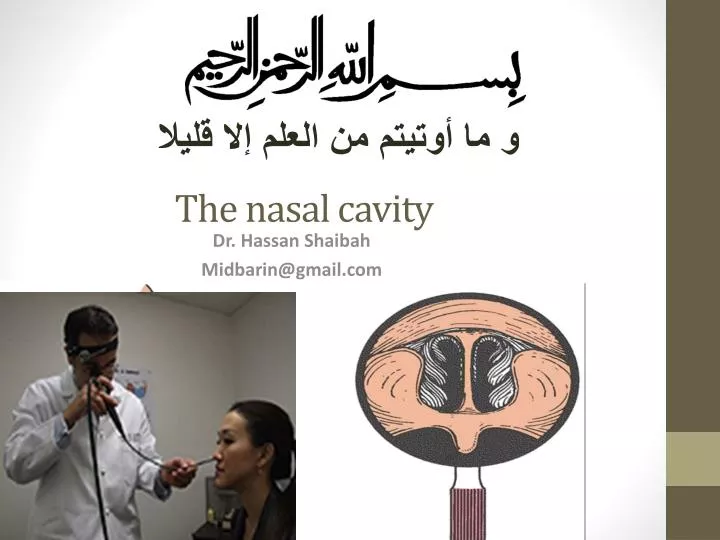 the nasal cavity