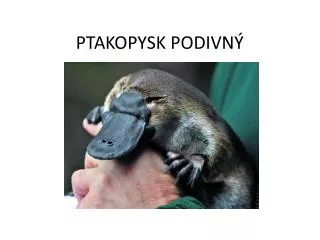 ptakopysk podivn