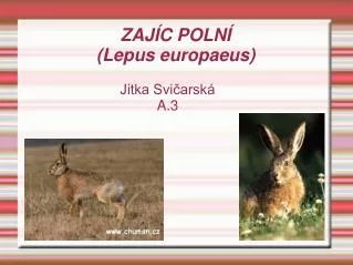 jitka svi arsk a 3