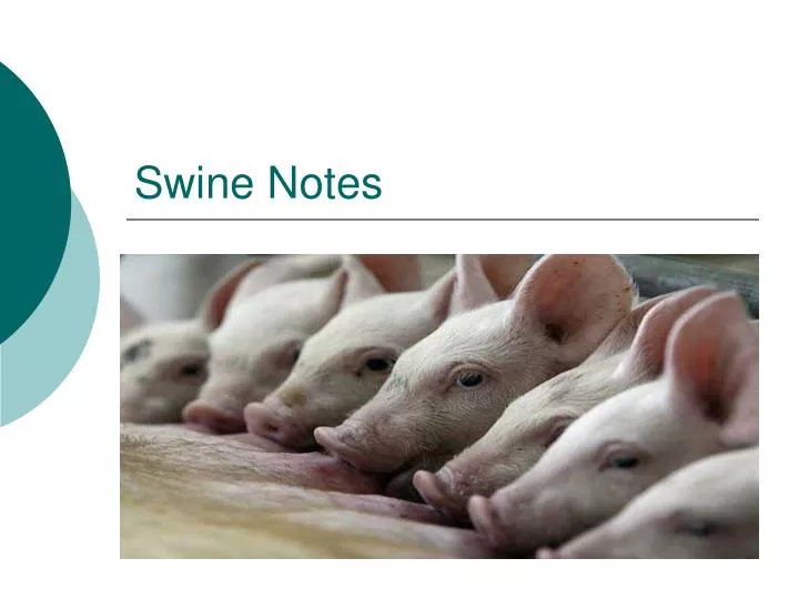 swine notes