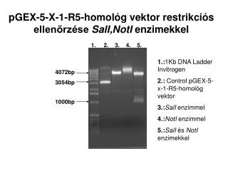 pGEX-5-X-1-R5-homológ vektor restrikciós ellenőrzése SalI,NotI enzimekkel