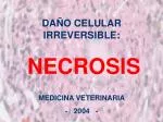 DAÑO CELULAR IRREVERSIBLE: NECROSIS - slide 1