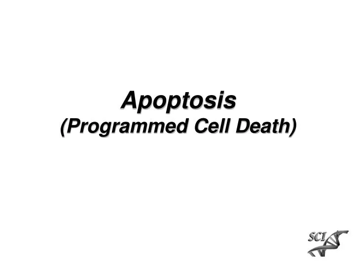 apoptosis programmed cell death