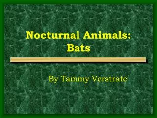 Nocturnal Animals: Bats