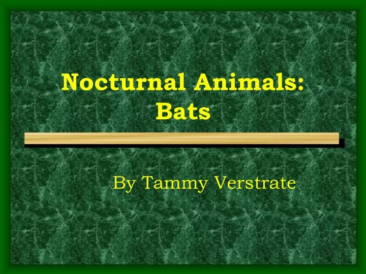 nocturnal animals bats