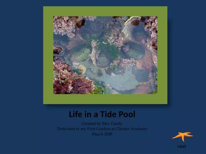 life in a tide pool
