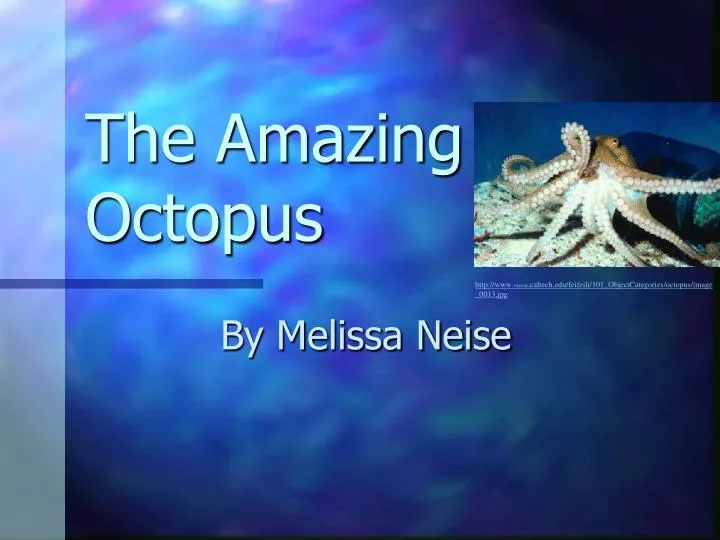 the amazing octopus