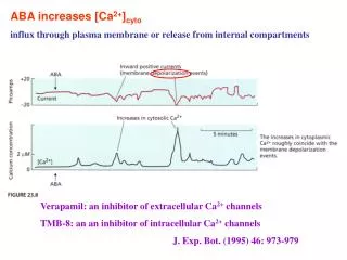 ABA increases [Ca 2+ ] cyto influx through plasma membrane or release from internal compartments